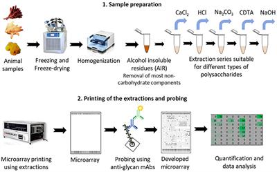 Microarray Glycan Profiling Reveals Algal Fucoidan Epitopes in Diverse Marine Metazoans